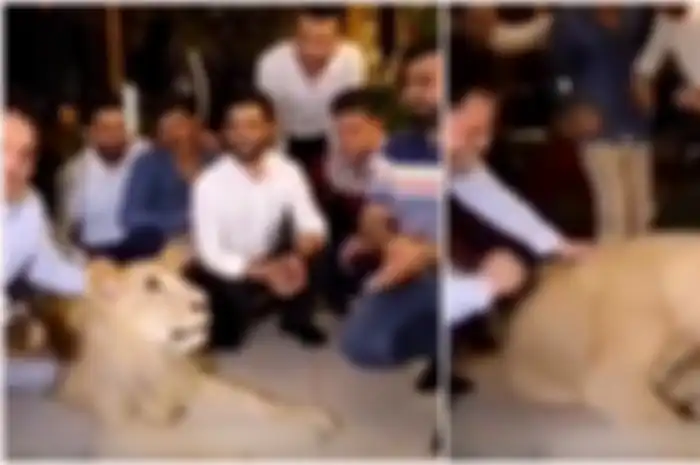 Pria Ini Dapat Kecaman Setelah Timpuk Singa Peliharaannya dengan Kue Saat Rayakan Ulang Tahunnya