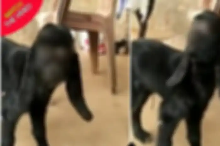 Wujud kambing mutan berwajah manusia