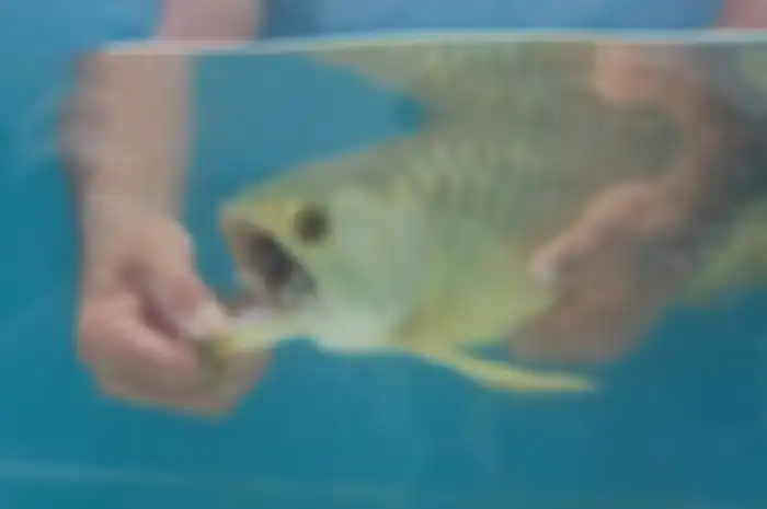 Benda aneh dalam mulut ikan arwana