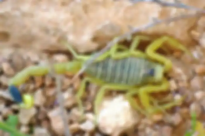 Kalajengking emas alias deathstalker scorpion