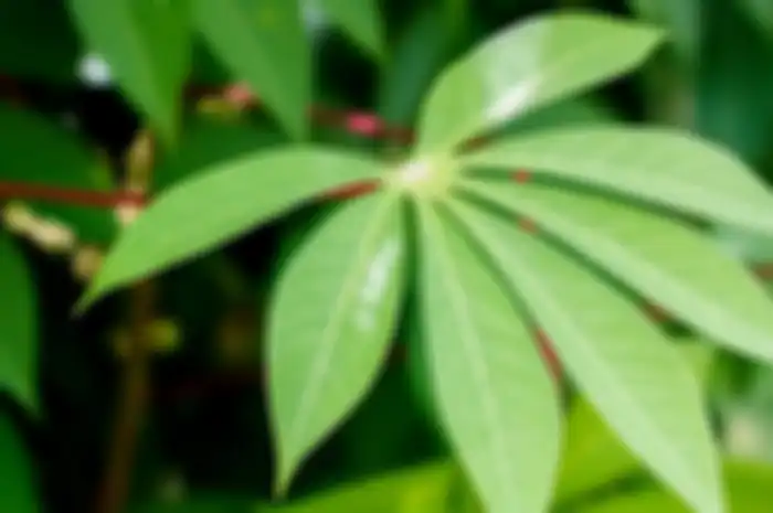 Daun singkong