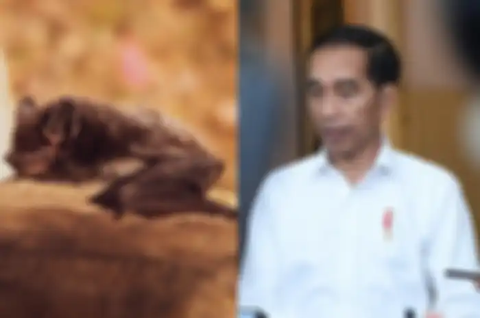Jokowi pernah santap sop kelelawar