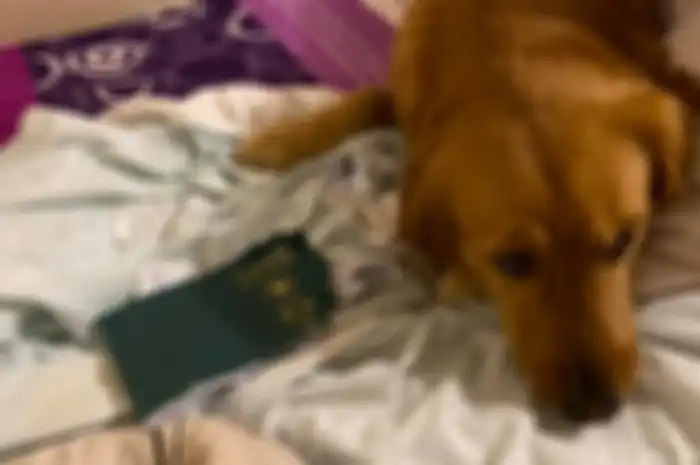 Paspor si cewek yang dirobek oleh anjing peliharaannya.