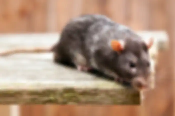 Ilustrasi tikus