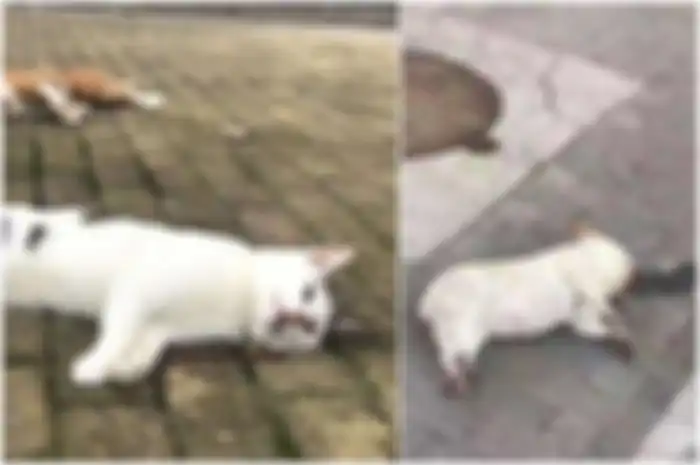 Potret anjing dan kucing di jalanan China diduga dibuang pemiliknya yang khawatir akan tertular virus corona.