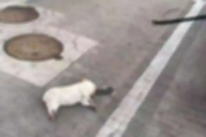 Anjing mati setelah dilempar oleh pemilknya yang takut wabah virus corona.