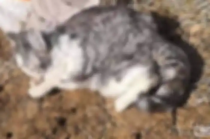 Kucing yang dibakar ketika si pemilik sedang dikarantina di rumah sakit.