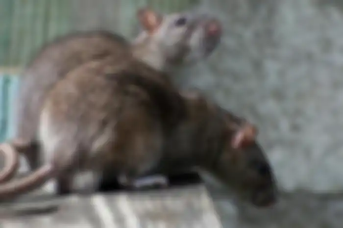 Usia hidup tikus singkat tapi punya kemampuan hasilkan keturunan cepat.
