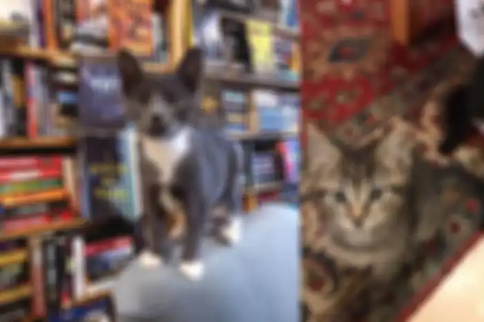 Kucing-kucing lucu yang bsia dibawa oleh para pengunjung toko buku