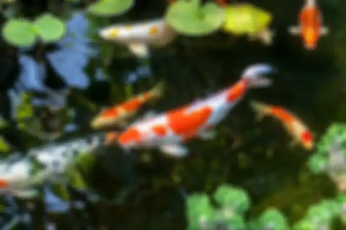 Koi