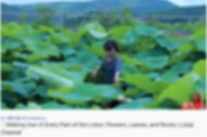 Li Ziqi, YouTuber asal China mengolah tanaman teratai.