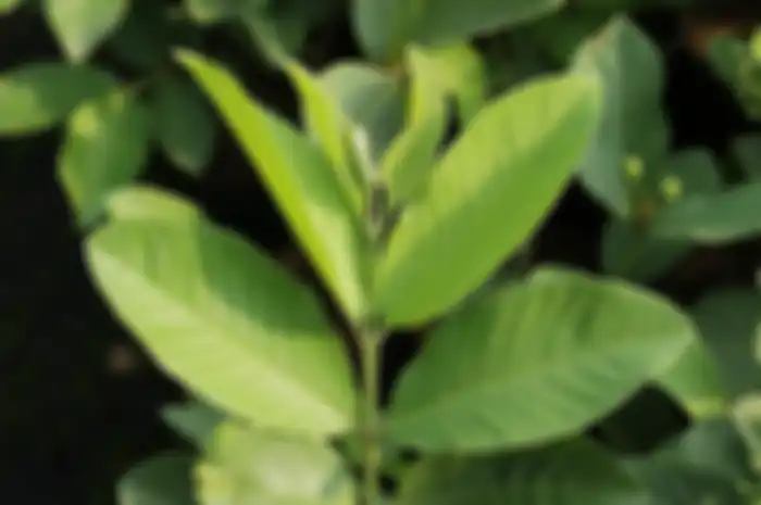 daun jambu biji