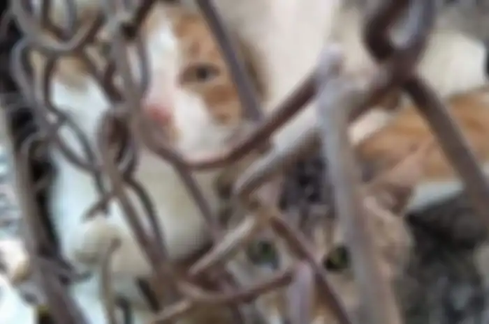 Tukang daging di China Dituduh Merebus Kucing Hidup-hidup