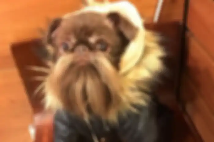 Nuts, anjing yang punya banyak idola karena kumis dan brewok tebalnya.