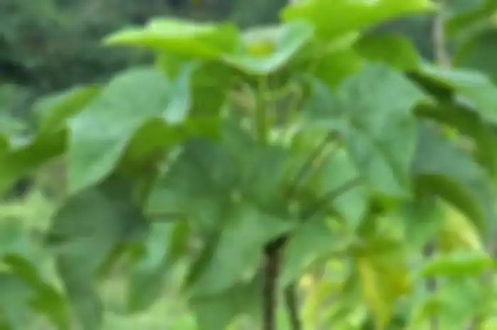 Tanaman Jarak