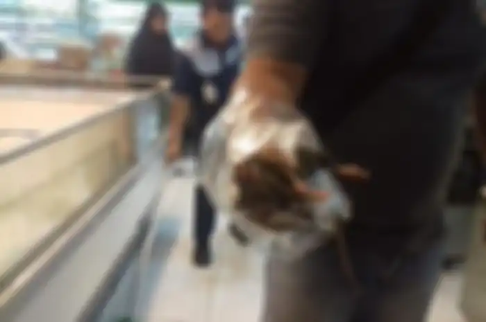Tikus berukuran besar yang ditangkap Satgas Pangan Dinas Ketahanan Pangan Kota Bandar Lampung dari freezer makanan beku di salah satu supermarket di Bandar Lampung, Rabu (12/2).