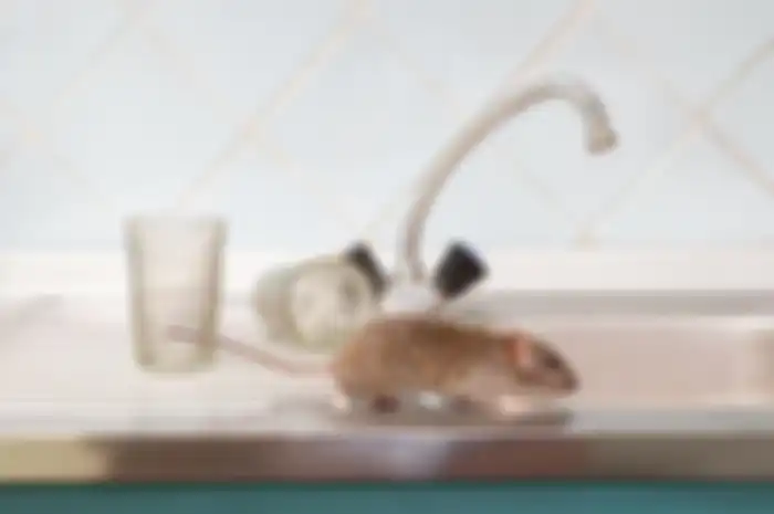 Jauhkan makanan dari jangkauan tikus.