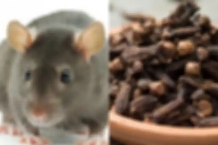Tikus bisa di usir dengan cengkeh