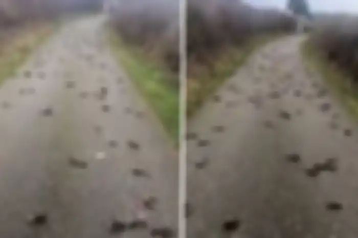 Ratusan burung di pedesaan daerah Wales yang tiba-tiba mati dan jatuh dalam kondisi berlumuran darah.