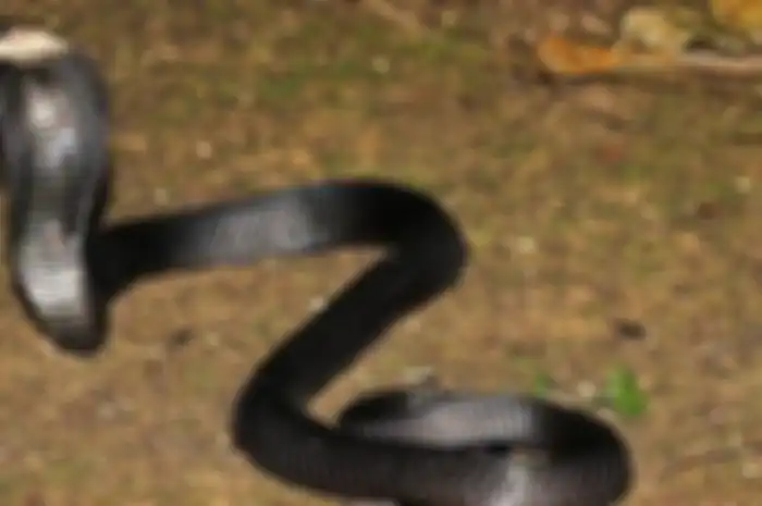 Ular kobra
