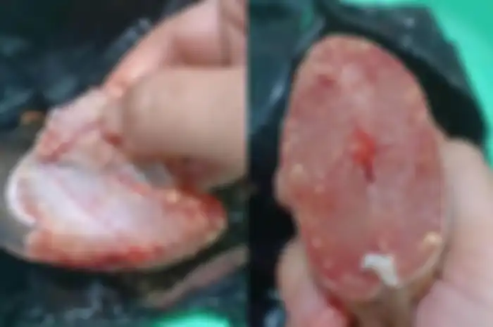Sempat viral, peneliti ungkap fakta dibalik bercak putih pada daging ikan lele