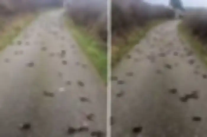 Ratusan burung di pedesaan daerah Wales yang tiba-tiba mati dan jatuh dalam kondisi berlumuran darah.