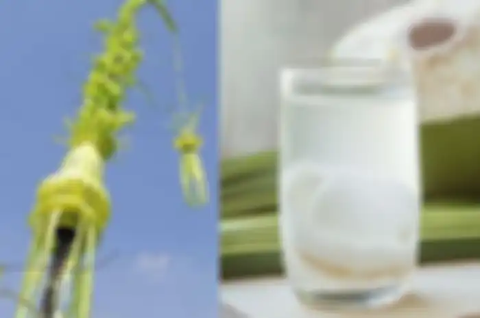 Jangan langsung dibuang setelah jadi janur, ini manfaat minum rebusan daun kelapa.