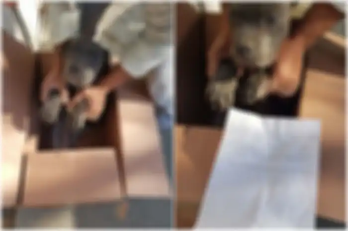 Pemilik Penampungan Hewan Kaget ketika Melihat Kardus yang Berisi Anjing tiba-tiba Berada di Depan Pintu