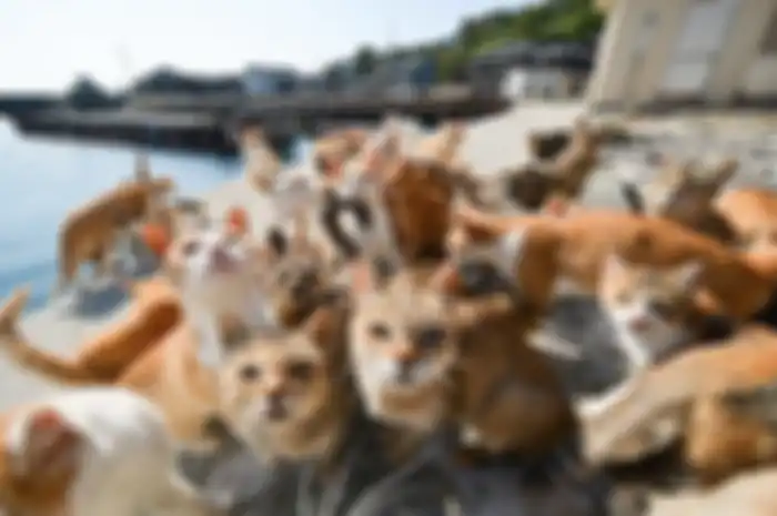 Pulau Kucing Tashirojima, Jepang