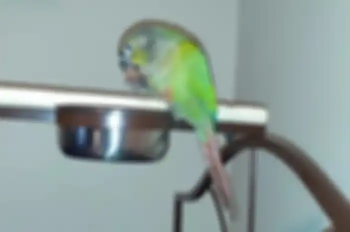 Burung parrot