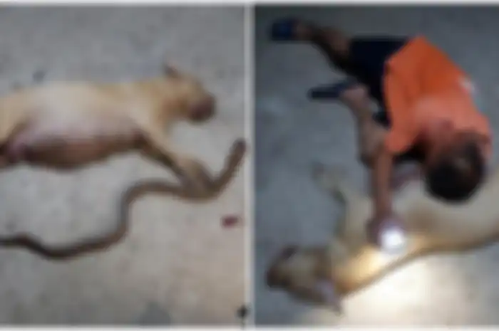 Anjing Pitbull yang Hamil Ini Tewas Setelah Lindungi Rumah Pemiliknya dari Ular Kobra