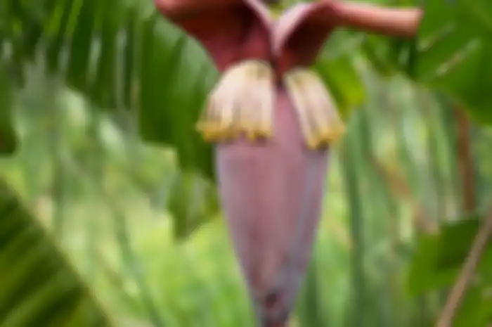 tips kesehatan memanfaatkan jantung pisang untuk menurunkan tekanan darah tinggi.