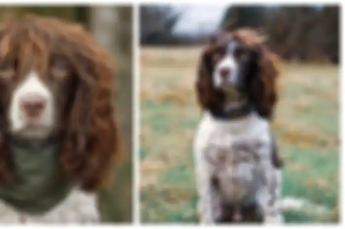 Finn, anjing dengan rambut menawan seperti seorang model