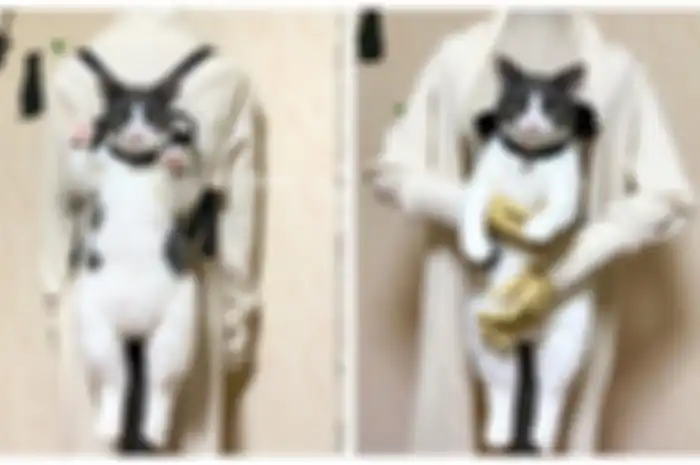 Tas berbentuk kucing buatan Pico Miho