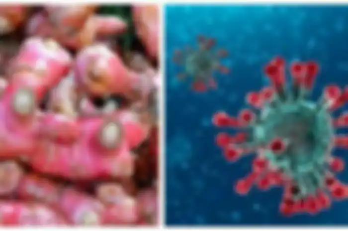 Khasiat jahe merah dalam menangkal virus corona