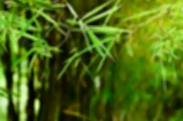 Manfaat air rebusan daun bambu untuk kesehatan.