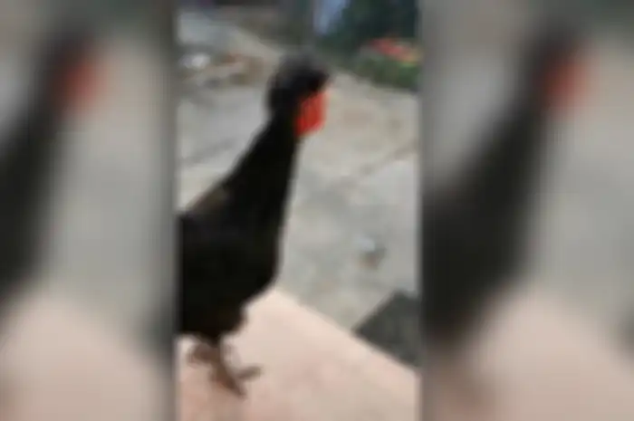 Klobesen, ayam jago dengan suara growl death metal