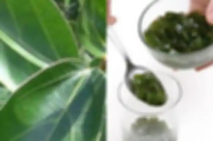 Manfaat cincau, antimalaria dan diabetes. Populer untuk diet dan buka puasa. Tapi jangan dicuci.