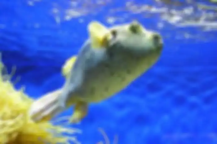 Ikan Buntal atau Puffer Fish. 