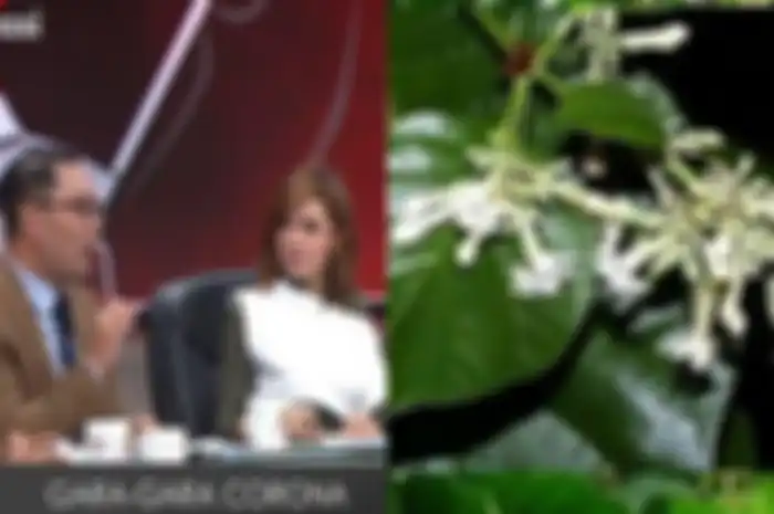 Ridwan Kamil klaim pohon kina dapat sembuhkan corona