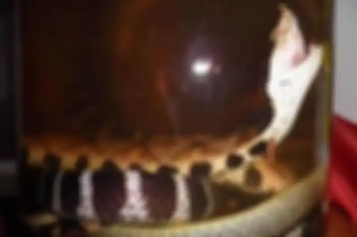 Ular sanca direndam di dalam air alkohol.