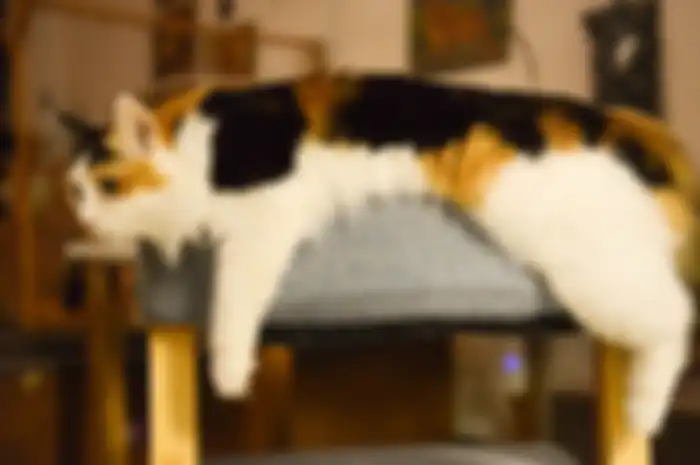 Tata cara dan bacaan doa mengubur kucing