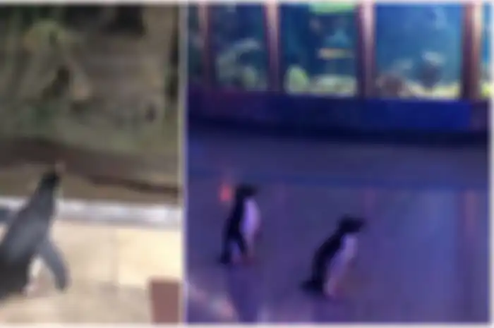 Penguin di Shedd Aquarium yang dibiarkan jalan-jalan
