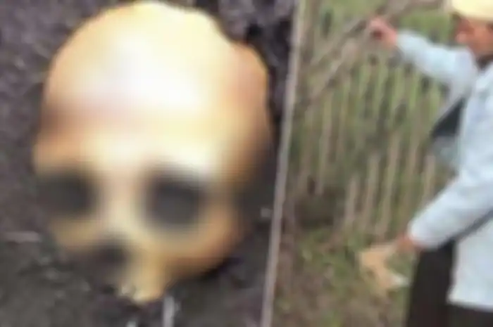 seorang suami temukan tengkorak manusia di kebun, ternyata malah bongkar kelakuan keji sang istri