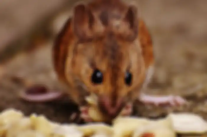 Ilustrasi tikus di rumah