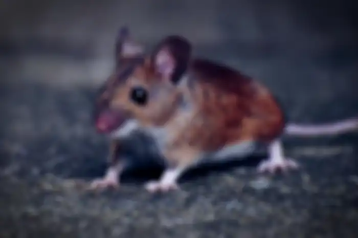 Ilustrasi tikus