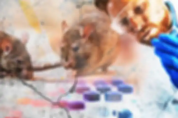 ilustrasi hantavirus