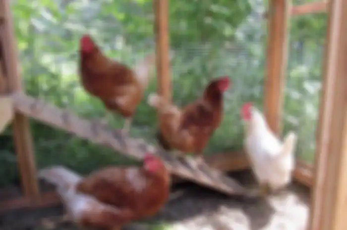 Ayam