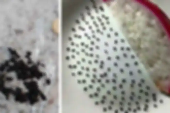 Bosen Karantina di Rumah, Siswi Ini Itungin Biji yang Ada di Buah Naga
