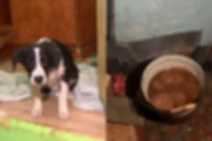 pasangan ini tega membunuh dan pukuli anjing yang baru saja diadopsi hinga tega memasak dan memakan dagingnya